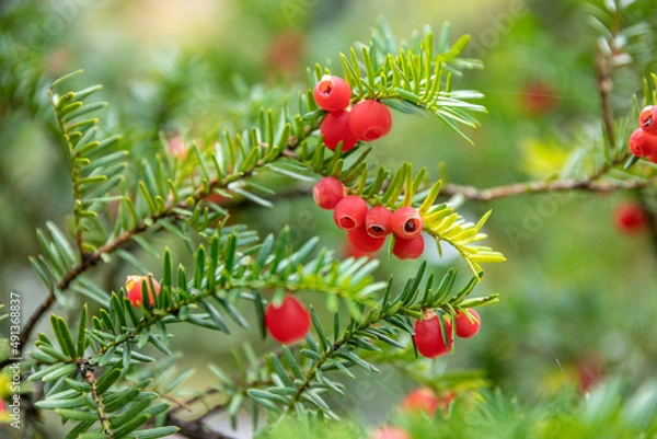 Obraz イチイの実