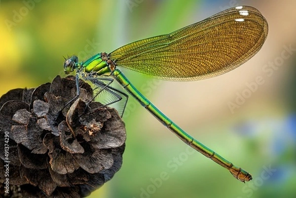 Obraz dragonfly on a branch