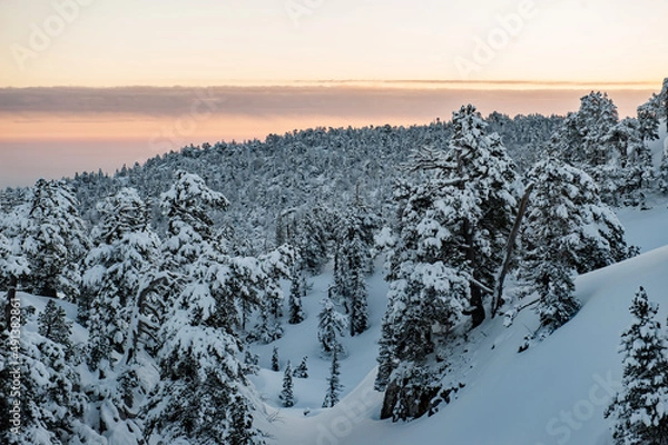 Obraz Sapins sous la neige