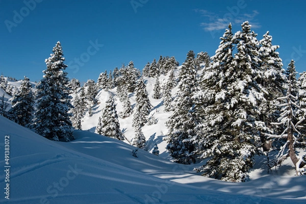 Obraz Sapins sous la neige