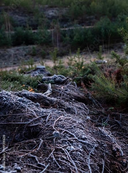 Obraz pine tree roots in a wood clearing