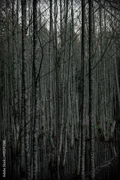 Obraz dark trees without leaves on a pond