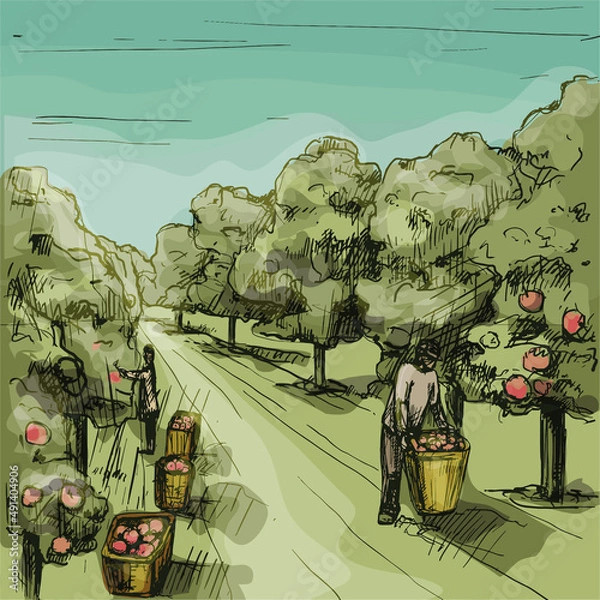 Obraz Woman and man harvesting the apple in garden. Hatching vintage