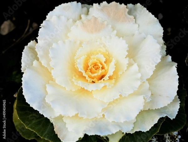 Fototapeta white flower