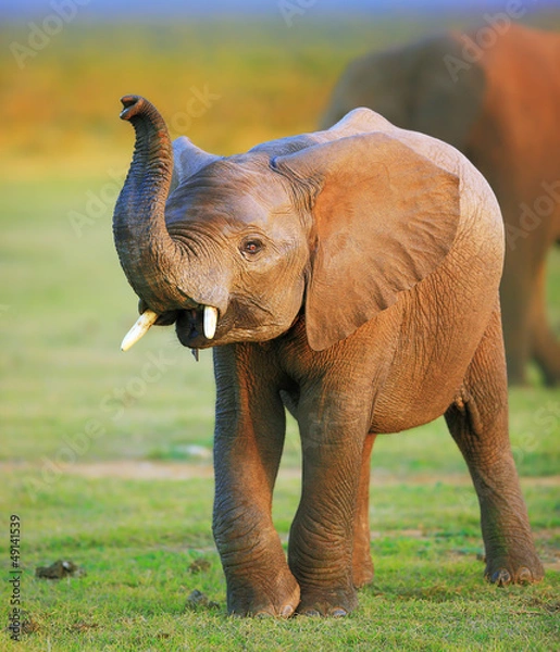 Obraz Baby elephant