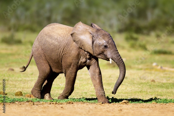 Obraz Baby elephant