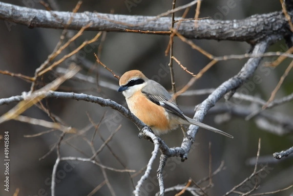 Obraz 公園の百舌