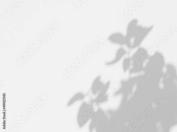 Fototapeta abstract shadow leaf on white wall background