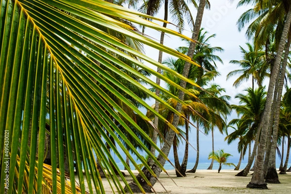 Obraz Palmtrees on island with big leaf