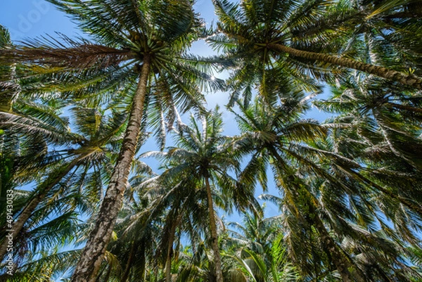 Obraz Palmtrees with viw in the sky