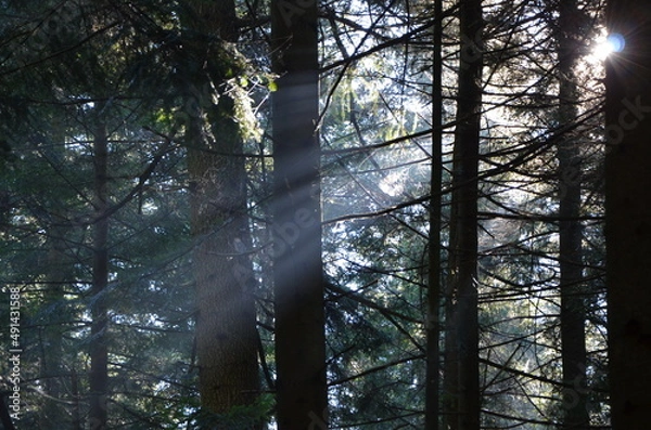 Fototapeta a ray of sunlight in a dense coniferous forest. big trees. hope.