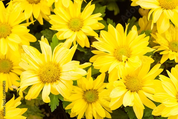 Obraz Yellow flower background