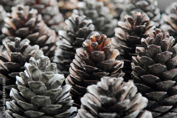 Obraz pine cones for decoration 