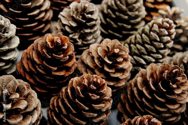 Obraz pine cones for decoration 