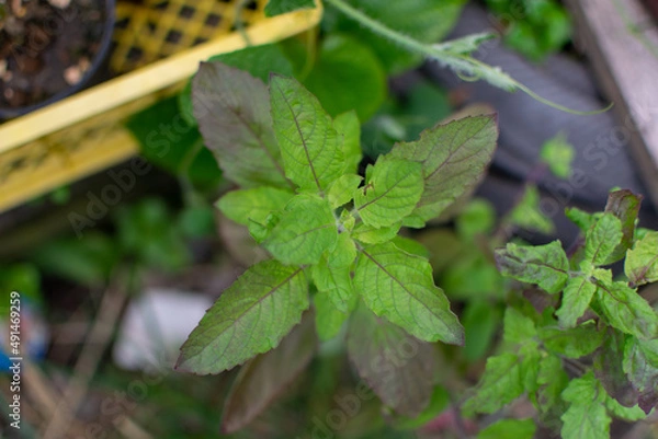 Obraz Green basil leaf plant tree