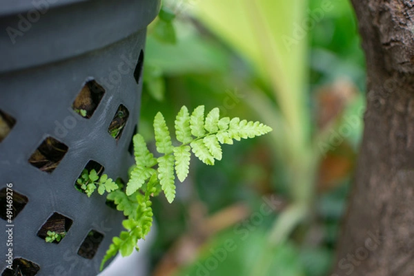 Obraz Plant in the pot