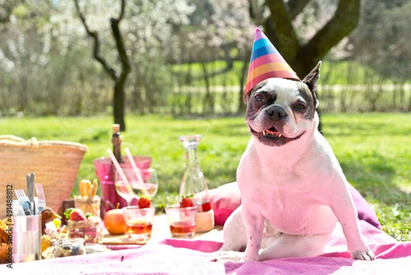 Obraz Horizontal image of french bulldog on birthday party outdoors. Full length portrait of black and white small dog wearing a birthday hat on a spring picnic. Animals lifestyle outdoors.
