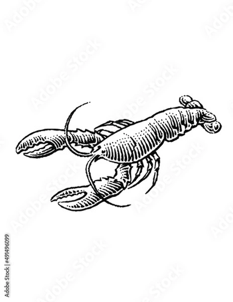 Obraz hand drawn lobster