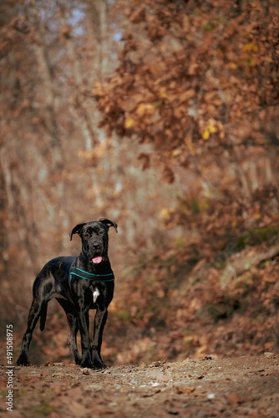 Fototapeta The beautiful cane corso Raya