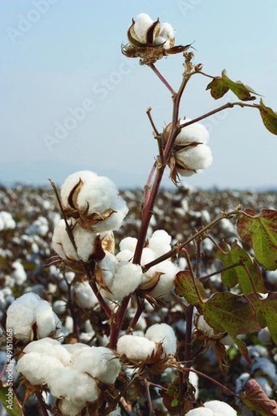 Obraz cotton field