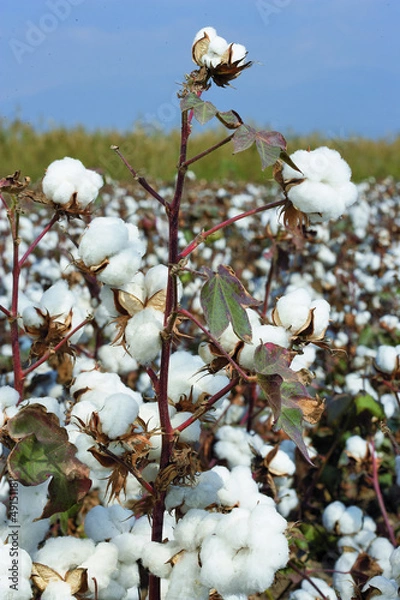 Obraz cotton field