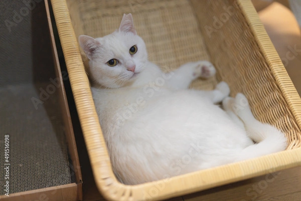 Fototapeta 白の保護猫（a cute white rescued cat）