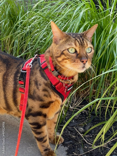 Obraz cat in the garden