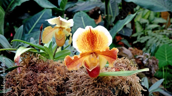 Obraz  Two Yellow Orchids