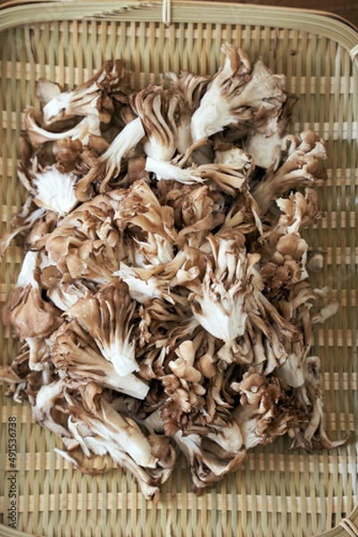 Fototapeta ざるに山盛り載せた、ほぐした小ぶりの舞茸