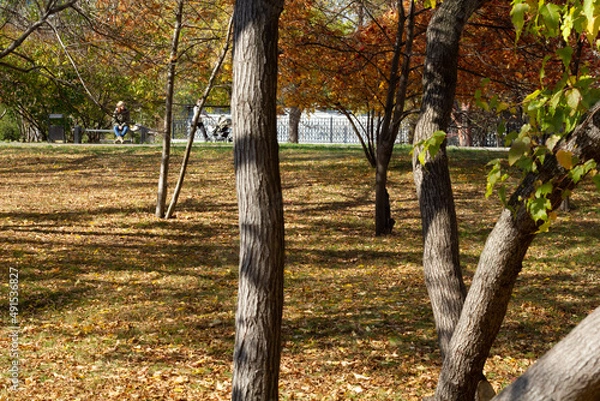 Obraz trees in autumn
