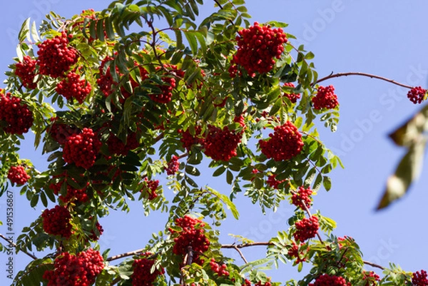 Obraz red berries on a tree