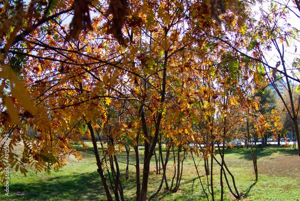 Obraz autumn tree in the park