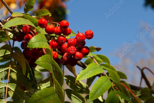 Obraz red berries on a tree