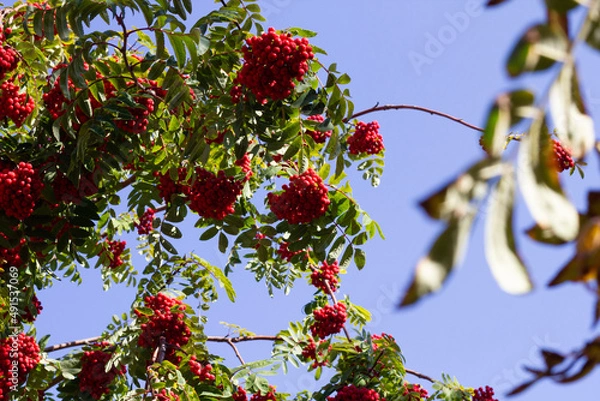 Obraz red berries on a tree