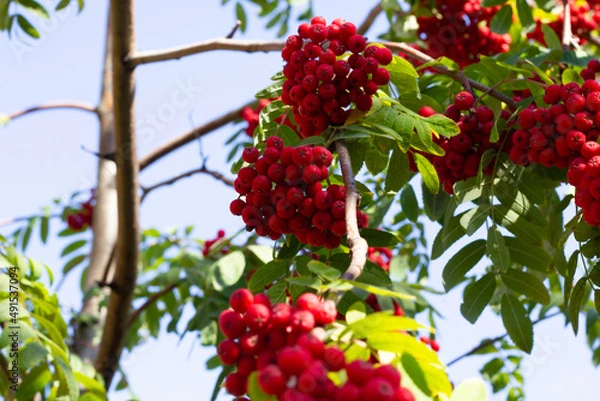 Obraz red berries on a branch