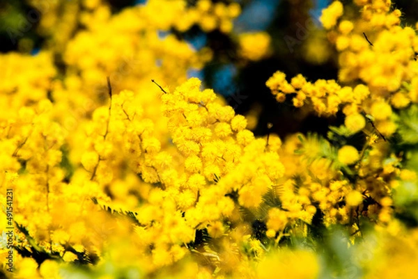 Fototapeta ミモザ