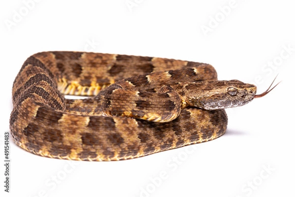 Obraz lancehead fer de lance cotton mouth