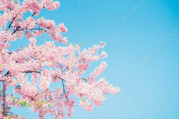 Fototapeta 青空と桜
