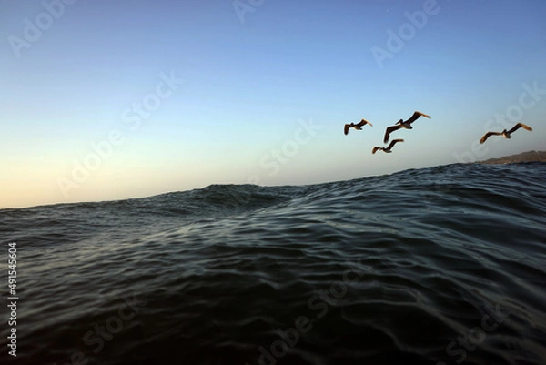 Fototapeta Ocean birds