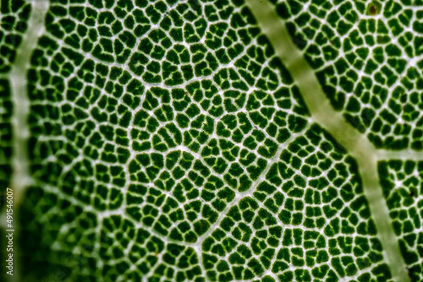 Fototapeta Leaf