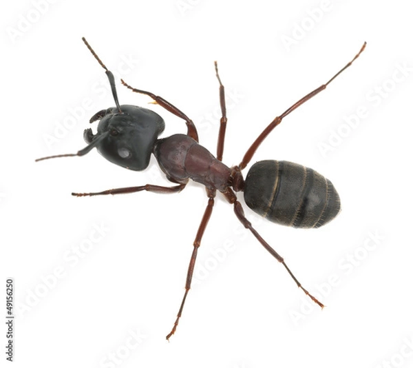 Fototapeta Mrówka stolarz, Camponotus herculeanus na białym tle