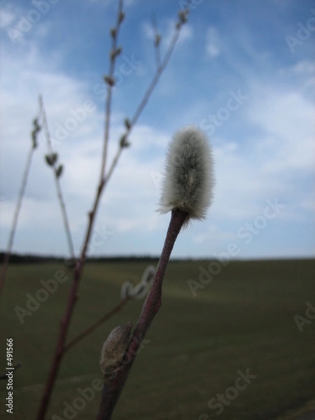 Obraz weidenkätzchen