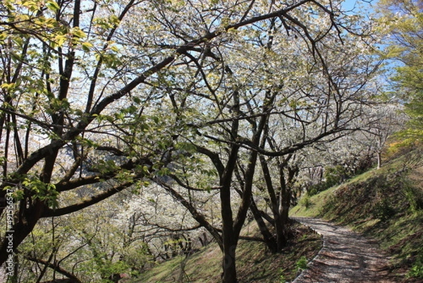 Fototapeta 桃源郷。神奈川県松田町の人里離れた山の上にある最明寺史跡公園は、春になると桜や桃、レンギョウなどが咲き誇り、まさに桃源郷のようなっ景色となる。