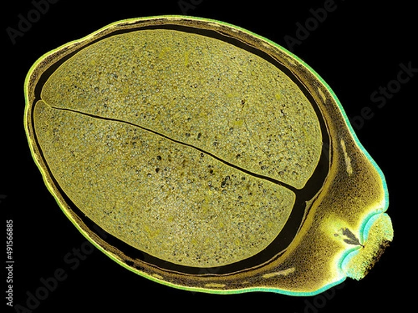 Fototapeta cross section cut slice of plant stem under the microscope – microscopic view of plant cells for botanic education – high quality