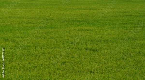 Fototapeta green rice.green rice file background.