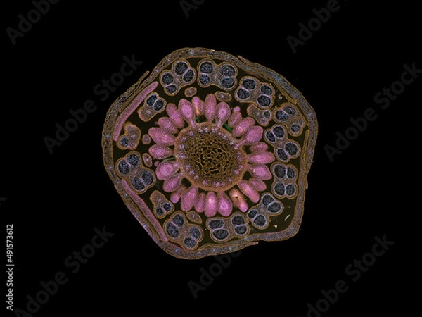 Fototapeta cross section cut slice of plant stem under the microscope – microscopic view of plant cells for botanic education – high quality