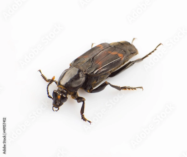 Fototapeta Silphidae