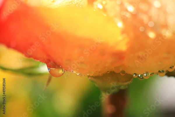 Fototapeta オレンジ色バラのアップ