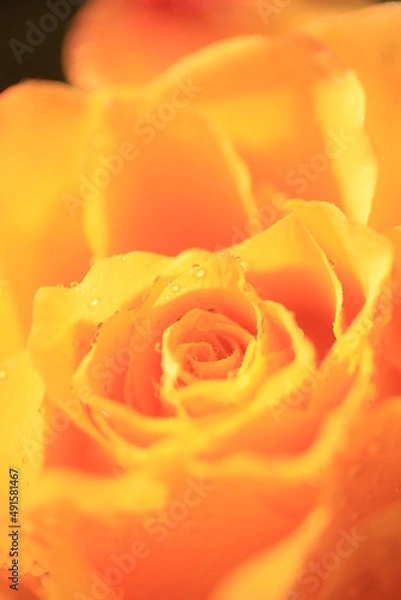 Fototapeta オレンジ色バラのアップ