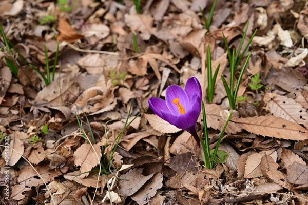 Obraz クロッカス（パープル）